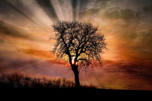 dawn sunset tree