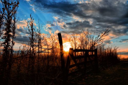 dawn nature wood