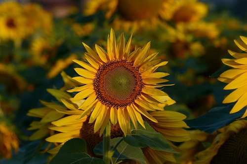dawn  sunflowers  flower