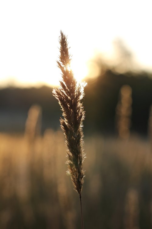 dawn  grass  sunrise