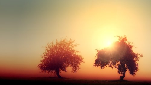 dawn  light  trees