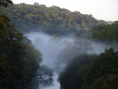 dawn  mist  trees