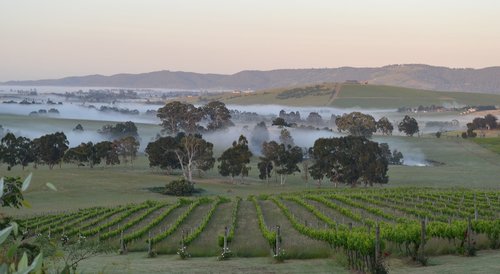 dawn  mist  winery