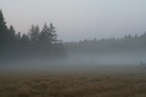 dawn  fog  farm