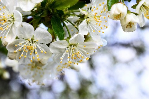 dawn  dew  spring