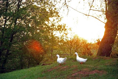 dawn sun field