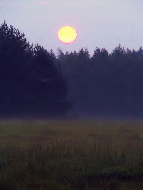 dawn glade forest