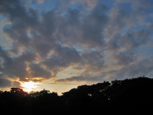 Dawn Over Trees