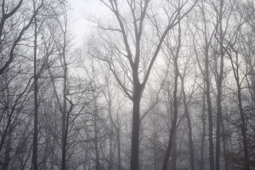 dawn trees through the fog winter tree