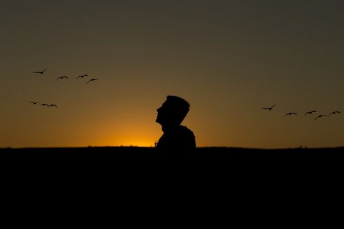 day sunset birds