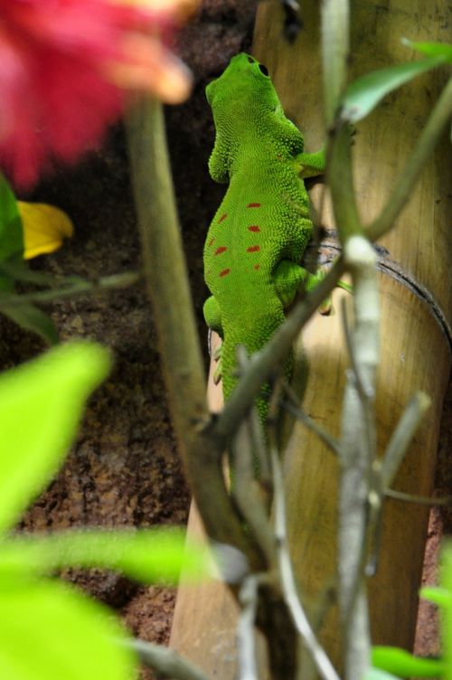 day gecko malagasy taggecko gecko