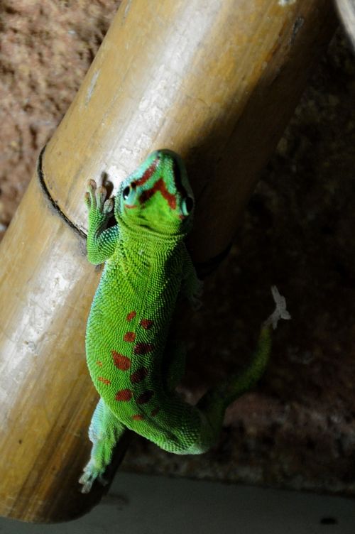 day gecko malagasy taggecko gecko