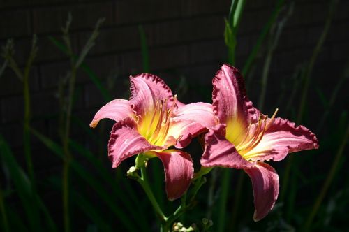 day lilies pink yellow