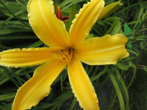 day lilies garden flowers