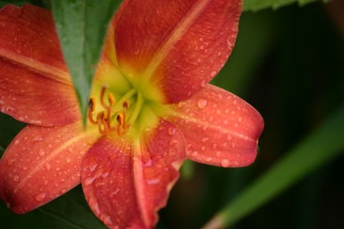 Daylily Closeup