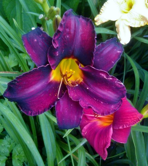 day lily purple plant