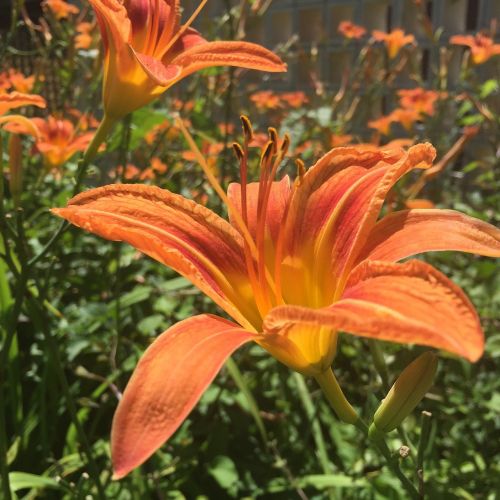 day lily plant flower