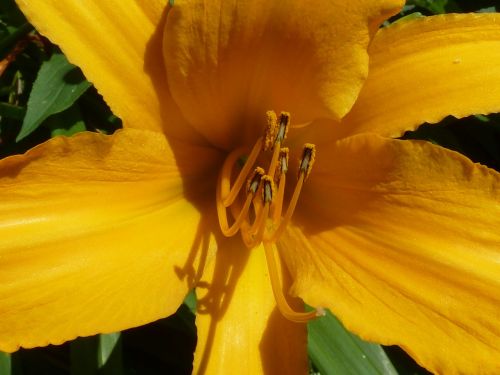 day lily flower close-up