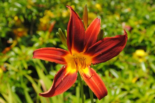 day lily serrated flower