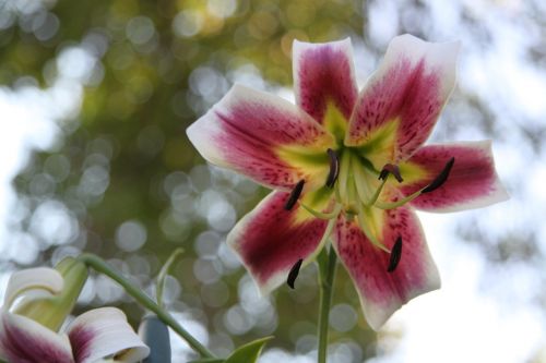 day lily lily flower