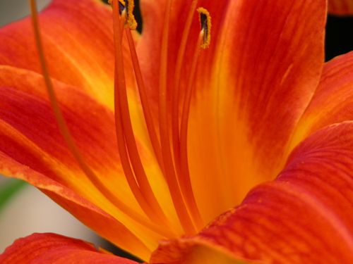 day lily orange open