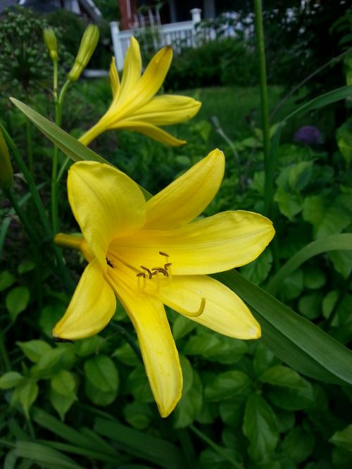 day lily yellow lily landrace plant