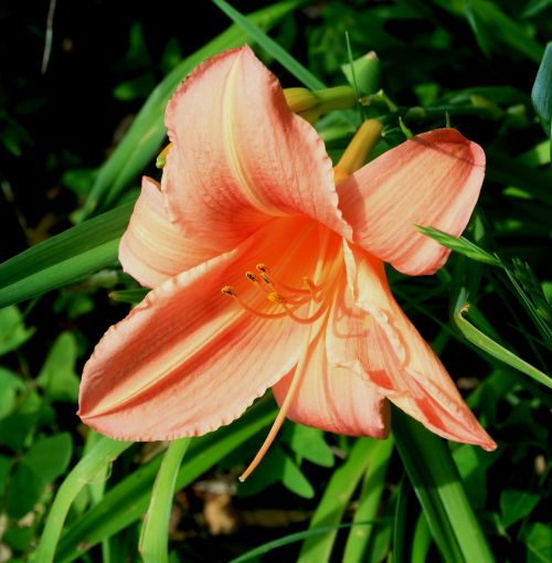 day lily flower lily