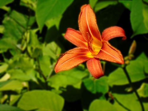 day lily orange blossom