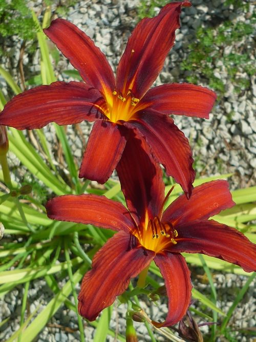 day lily nature magnificent flowers