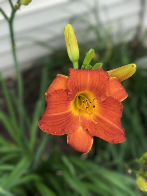 day lily red orange flower natural