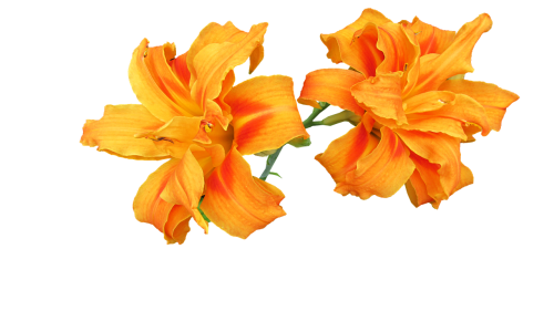 day lily flower cutout