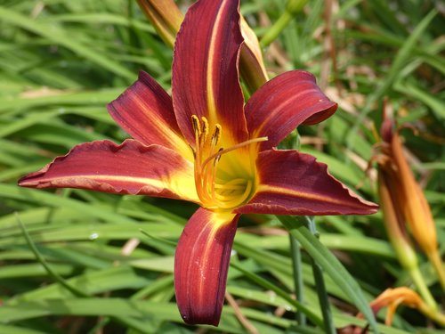 day lily  flower  red