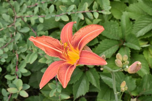 day-lily  orange  flower