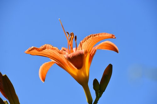 day-lily  orange  blue