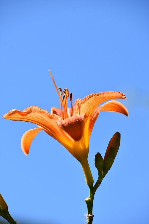 day-lily  orange  blue