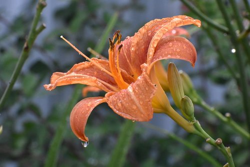 day-lily  flower  drops