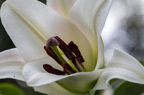 day-lily  flower  petals