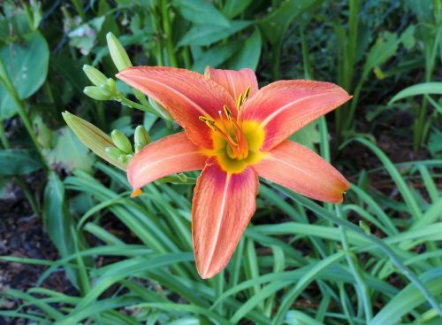 day lily floral plant