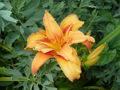 day lily flowers fresh