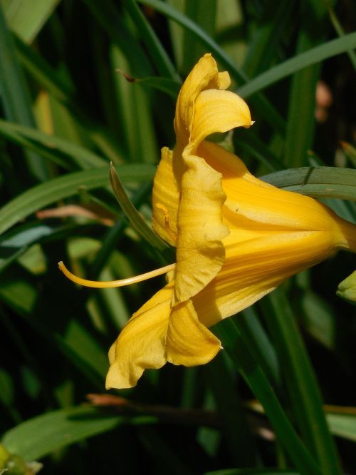 day lily bloom flower