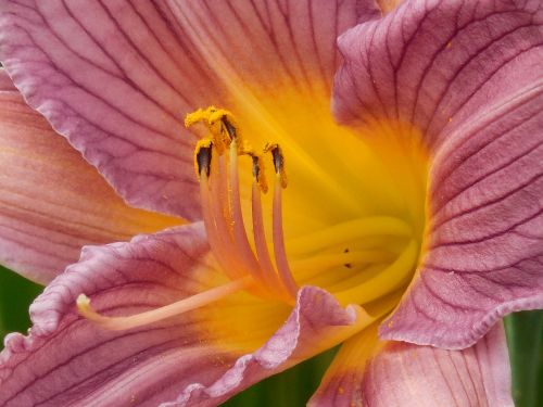 day lily pollen day