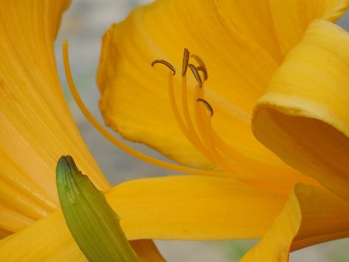 day lily pollen day