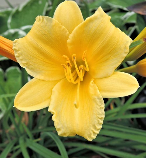 day lily flower garden summer