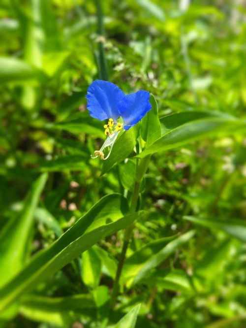 dayflower flowers blue