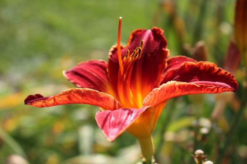 daylilies day lilies flower