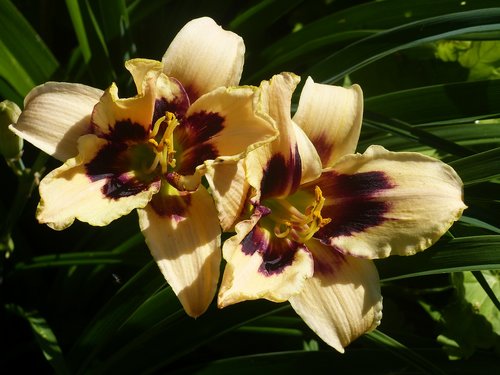 daylilies  colors  summer