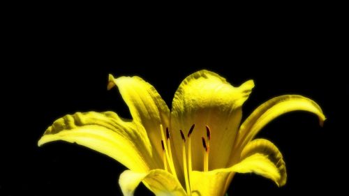 daylily yellow flower