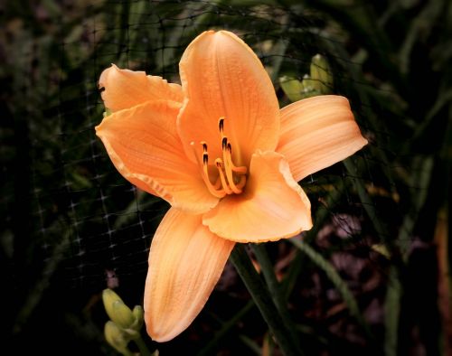 daylily apricot daylily orange daylily