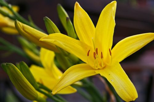 daylily yellow day lily yellow flower