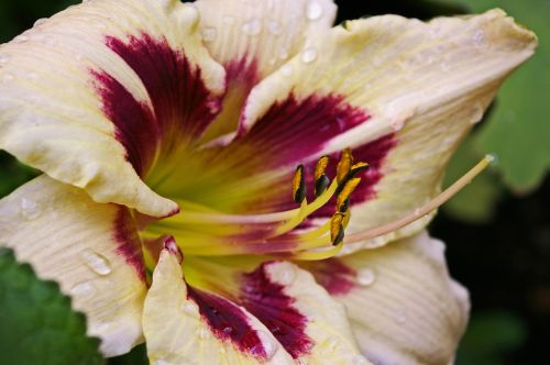 daylily blossom bloom